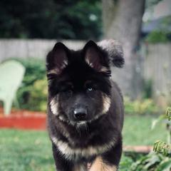 Siberian Husky Puppies from The Land Siberians