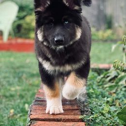 Siberian Husky Puppies from The Land Siberians