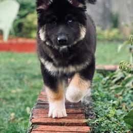 Siberian Husky Puppies from The Land Siberians