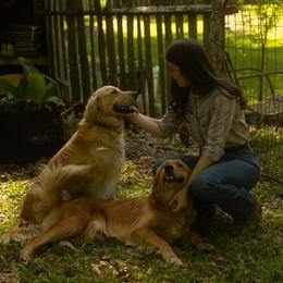 Golden Retriever All Grown Up from Magnolia Farm