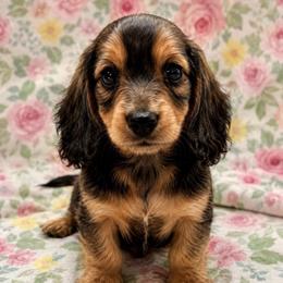 Walker - Shaded Cream- Traveling to South Carolina - Cream male Dachshund puppy in Biloxi, Mississippi from Southern Doxies