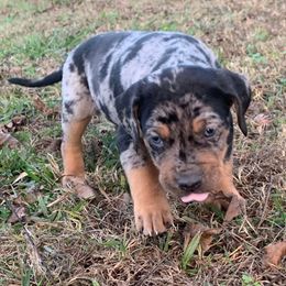 Boy 5 - Blue merle male Catahoula Leopard Dog puppy in Gadsden, Alabama from Rich Cat’s