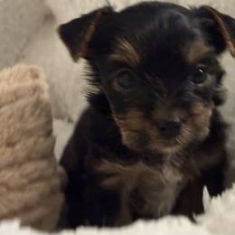 Male Black collar - Black and tan male Yorkshire Terrier puppy in Chesapeake, Virginia from Your Key Breeder