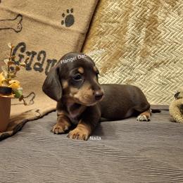 Naila - 2,500 - Chocolate and tan female Dachshund puppy in Valdosta, Georgia from Flangel Dachshunds