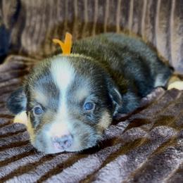 Boy 1 - Black and tan male Pembroke Welsh Corgi puppy in Oxford, Pennsylvania from K&S Quality Pembroke Welsh Corgi’s