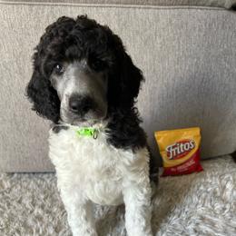 Frito - Black female Poodle puppy in Richland, Washington from Sageland Poodles