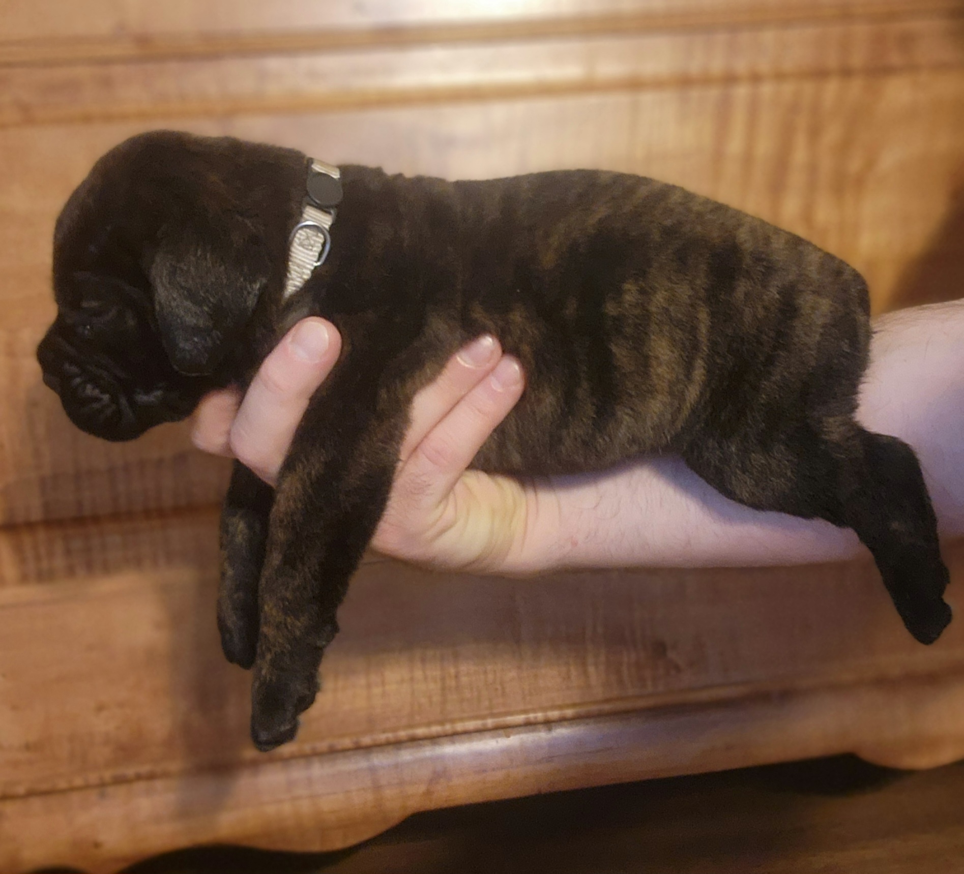 Girl 2 - Red brindle Bullmastiff puppy in Windham, Ohio from Guardian's Gate