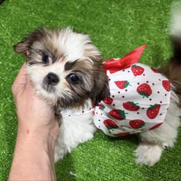 Gaby - Black gold and white female Shih Tzu puppy in Bourne, Massachusetts from Shih Tzu Pups
