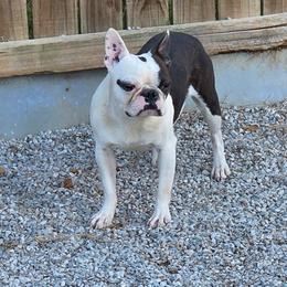 Oddball - Boston Terrier