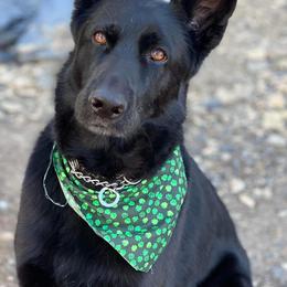 Onyx - German Shepherd
