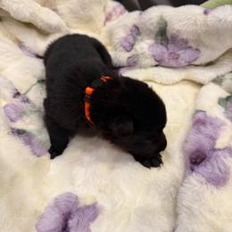Red - Black male German Shepherd puppy in Descanso, California from KVA Shepherds