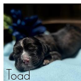 Toad - Sable male Cocker Spaniel puppy in Clinton, Oklahoma from Enchanted Spaniels