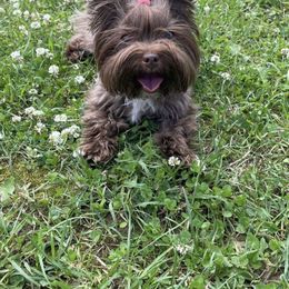 Kokoa - Yorkshire Terrier