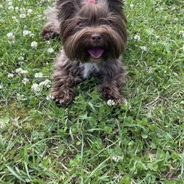 Kokoa - Yorkshire Terrier