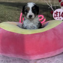 Valentino - male Australian Mountain Doodle puppy in Lincoln, Nebraska from GRand Doodles