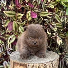 Ash - Blue male Pomeranian puppy in Stockton, California from lunas_poms