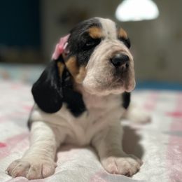 Basset Hound puppies from Lotus Rose Basset hounds