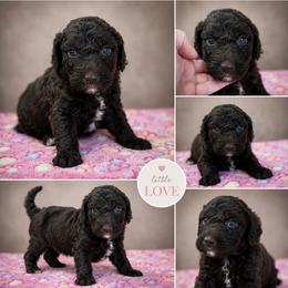 Dandelion - Chocolate female Goldendoodle puppy in Delphos, Ohio from Route 66 Poodles & Doodles, Sapphire Shih-tzu's of Ohio