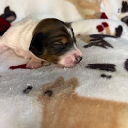 Owl - Piebald male Dachshund puppy in Vancouver, Washington from Cascade Minis