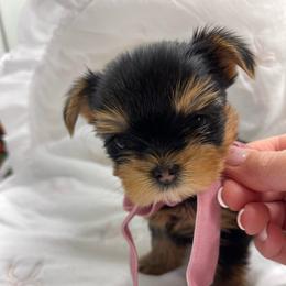 Lemon - Black and gold male Yorkshire Terrier puppy in New York from Yorkies Boutique