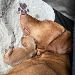Delta - Vizsla