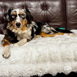 Lola - Miniature Australian Shepherd