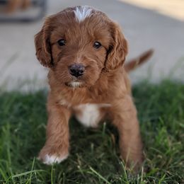 Cavapoo and Whoodle Puppies from Gardner Lane Puppies
