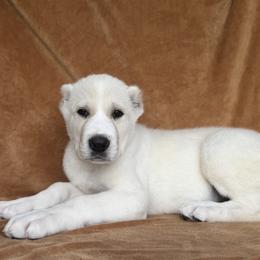 Cesar - White male Central Asian Shepherd Dog puppy in Island City, Oregon from Alabaivalley