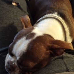 Roxy - Boston Terrier