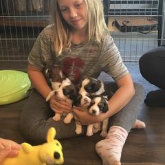 Nederlandse Kooikerhondje Puppies from LoWi kooikers