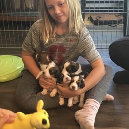 Nederlandse Kooikerhondje Puppies from LoWi kooikers