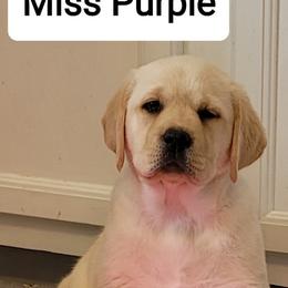 Labrador Retriever Puppies from Logan Acre Labradors