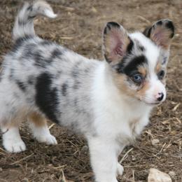 Melvin - Blue male Companion Cross puppy in Fairview, South Dakota from Dakota Toy Aussies