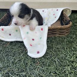 Ethan - Black and tan male Pembroke Welsh Corgi puppy in Morgantown, Pennsylvania from GoldStar Corgis (License Number 18519)