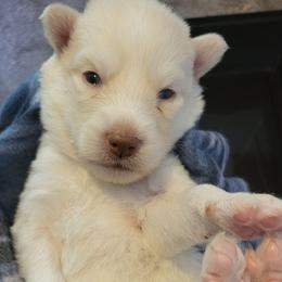 Orange - White male Siberian Husky puppy in Swansea, Illinois from Husky B's