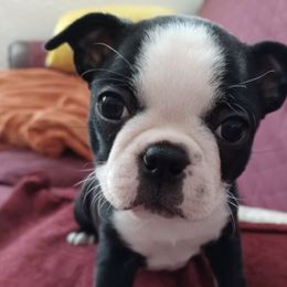 Boston Terriers from Tasmins Treasures