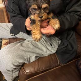 Jesse's - Blue and gold male Yorkshire Terrier puppy in Dawsonville, Georgia from Lynn’s Precious Pups