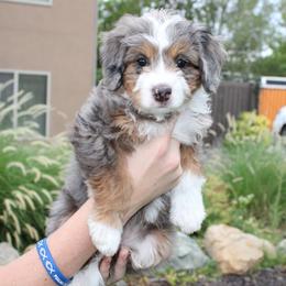 Dakota - Blue merle female Bernedoodle puppy in Eagle Mountain, Utah from Fur Real Puppies.