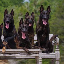Dutch Shepherds from Della Fuoco Working Dogs