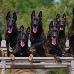 Dutch Shepherds from Della Fuoco Working Dogs