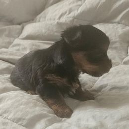 Suzy - Yorkshire Terrier puppy from Mark Carfagno's Pups