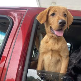 Labrador Retriever Puppies from J and D Retrievers