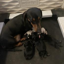 Sallie - Dachshund