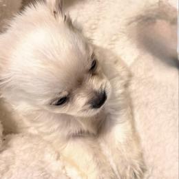 Opie - White male Chihuahua puppy in Richland, Washington from Northwest Paws