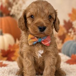 Winston - Apricot male Cavapoo puppy in Theodore, Alabama from Horton & Co. Cavapoos