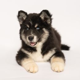 Pippin - Black male Siberian Husky puppy in Meadow Vista, California from Thistle Hill Canine