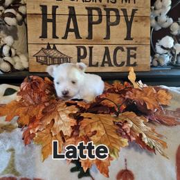 Latte - White and tan male Maltese puppy in Terrell, Texas from PBJ Farms