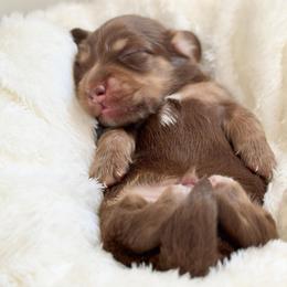 Oogie Boogie - Chocolate and cream male Dachshund puppy in Perris, California from THE DACH HOUSE ♡