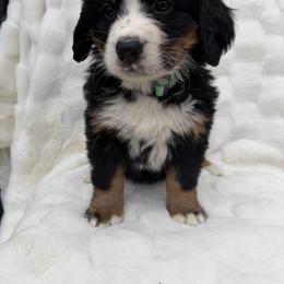 Dalai - Black rust and white female Bernese Mountain Dog puppy in Carroll County, Virginia from Blue Ridge Bernese