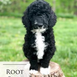 Root Beer - Black tri-color female Aussiedoodle puppy in Corydon, Indiana from Ridgeline Doodles